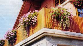вертикальное озеленение балконов и лоджий
