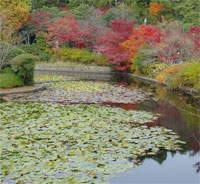 водоемы в японском саду